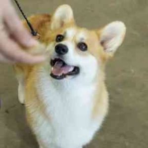 Meet your Posher, Carol